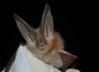 Townsend's big-eared bat courtesyAnn Froschauer/USFWS