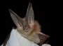 Townsend's big-eared bat Townsend's big-eared bat courtesyAnn Froschauer/USFWS