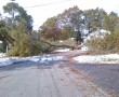 foxborough tree storm