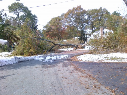 foxborough tree storm