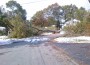 foxborough tree storm