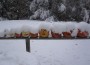 Snowy Pumpkins