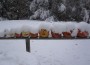 Snowy Pumpkins Snowy Pumpkins