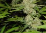 growing-marijuana