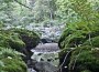 forest forest